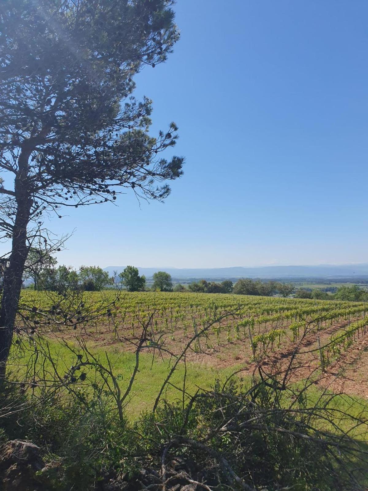 Maison De Charme Caunes-Minervois Dış mekan fotoğraf